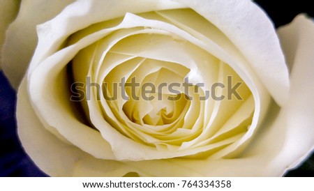 Close up of white rose, Cape Town, South Africa