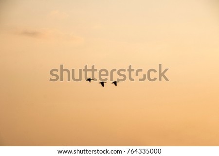 A flock of wild geese flying at sunset