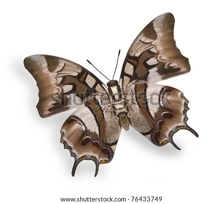 Bright picture of beige tropical butterfly isolated on white