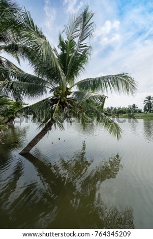 short coconut tree in the river in countryside of thailand home stay concept - can use to display or montage on product