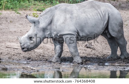 Mother white Rhino with its calf, Khama Rhino Sanctuary, Serowe, Botswana