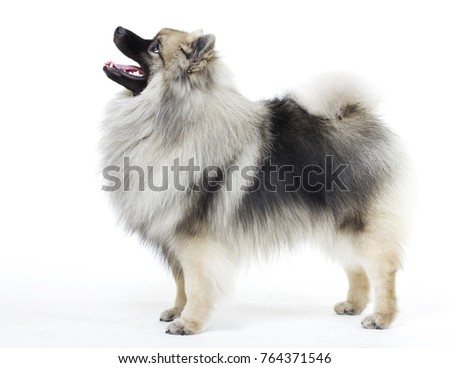 dog breed German Spitz on a white background Royalty-Free Stock Photo #764371546