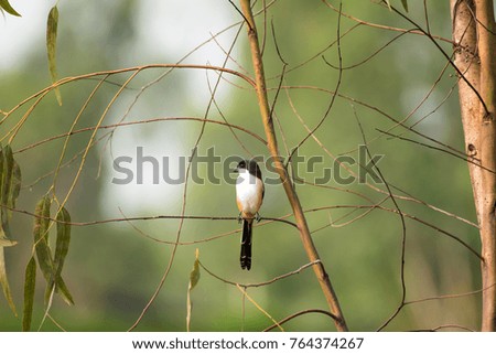 Long-tailed Shrike, Black-capped Shrike