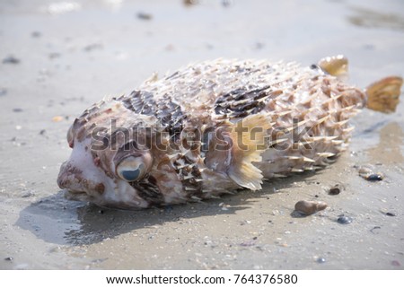 Isolated Porcupine fish also known as puffer fish washed up in Hat Chao Mai National Park, Sikao, Trang, Thailand