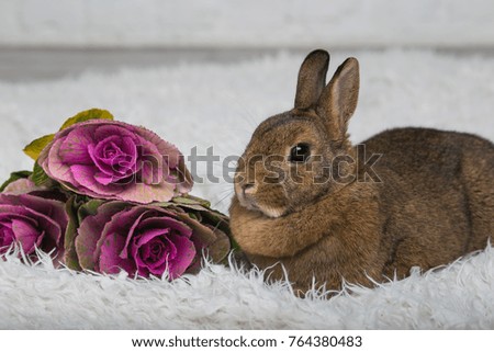 Cute brown rabbit sitting on a blanket near cabbages
