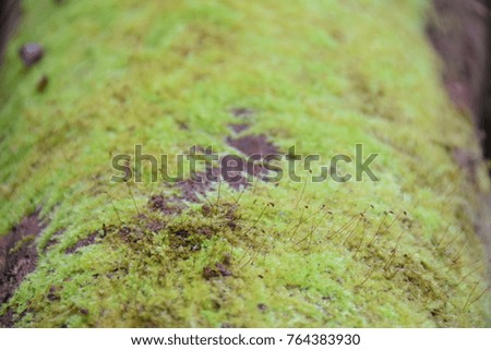 background moss deck on wood natural area with light blurred background.