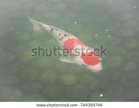 The beautiful koi fish in pond in the garden. Soft focus like painting picture. 