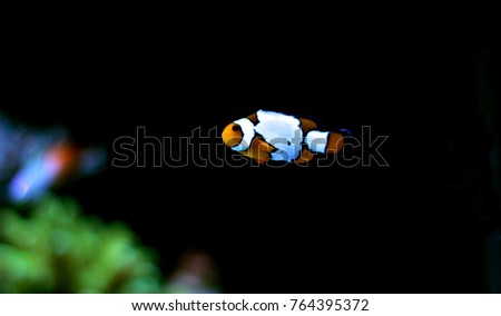 Rare clownfish in reef aqurium
