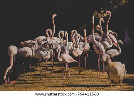 A flock of pink flamingos and pelican. Flock of Greater Flamingo, Phoenicopterus ruber, Nice pink big bird. Filtered image