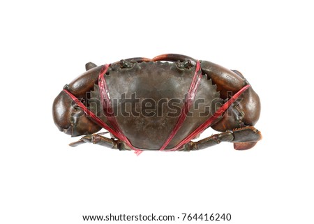 fresh alive sea crab is tied by red rope isolated on white.