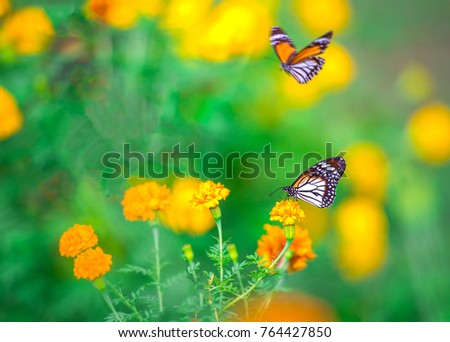 Closeup butterfly on flower (Common tiger butterfly),Tiger butterfly on the flower