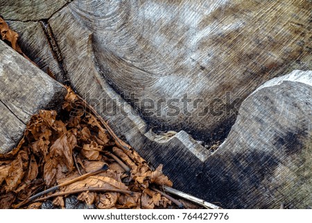 tree slice in a forest with lines and sawing textures