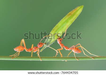 Amazing Strong Ants  Royalty-Free Stock Photo #764434705