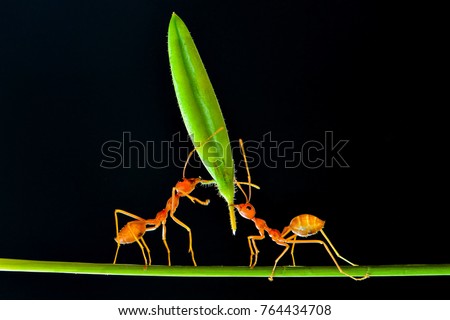 Amazing Strong Ants  Royalty-Free Stock Photo #764434708