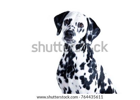 dog breed Dalmatian on white background portrait Royalty-Free Stock Photo #764435611