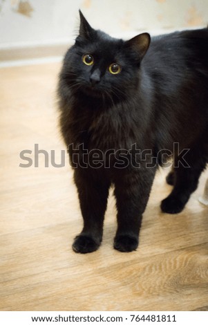 The black cat with yellow eyes, black furry cat.