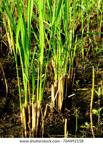 Rice plant growing again from the lower part of the harvested plant cut before 