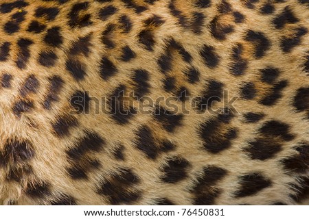 tiger skin Royalty-Free Stock Photo #76450831
