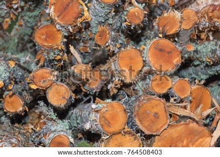 Closeup detail of a woodpile of birch pulpwood or birch firewood