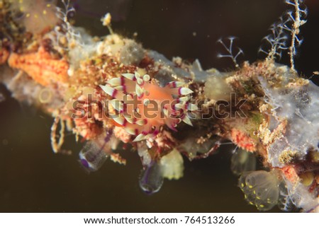 nudibranch, Scuba Diving at Tukang Besi/Wakatobi Archipelago Marine Preserve, South Sulawesi, Indonesia, S.E. Asia