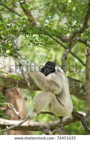 white Gibbon in zoo environment