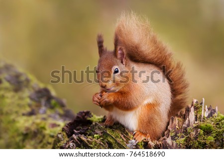 Red Squirrel eating nuts on a mossy log against green background on the forest in Scotland, UK. Royalty-Free Stock Photo #764518690