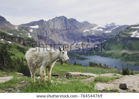 Mountain Goat,Oreamnos americanus, Juvenile shedding winter coat over Hidden Lake,Glacier National Park, Montana, USA, July Royalty-Free Stock Photo #764544769