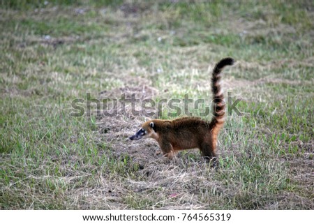 South America, Brazil, Pantanal. The Ring Tailed Coati forages in the grasslands of the Pantanal.