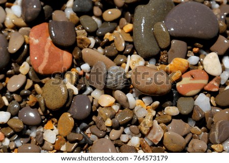 Wet colorful multicolored pebbles with sunlight reflections on the seashore form an original pattern.