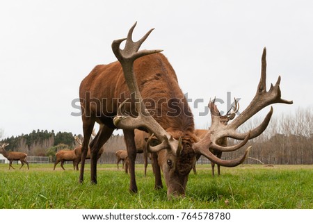Red deer stags herd grazing on green grass meadow scene. Royalty-Free Stock Photo #764578780