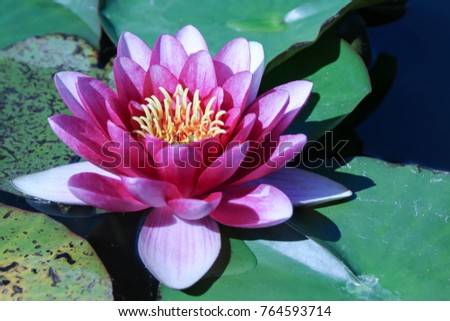 Pink Water Lily (Nymphaeaceae) with Green Leaves on a Small Pond