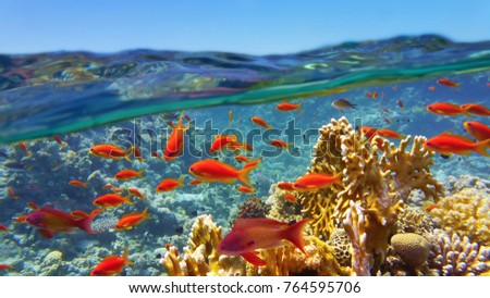 Coral reef viewed from the sea surface