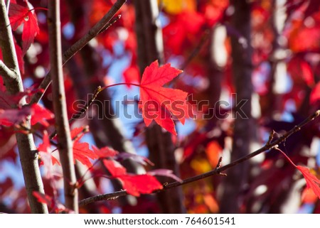 Autumn's red leaves