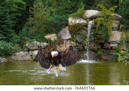 eagle in flight, plucked a fish from a lake, wildlife photography