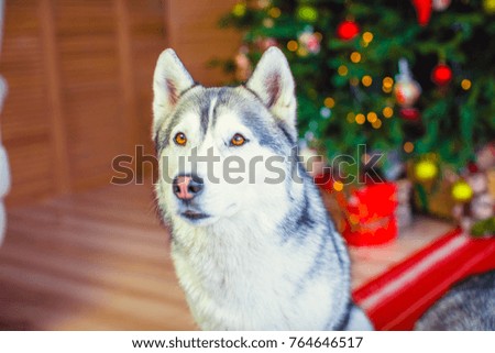 Siberian hussy dog close-up on a New Year tree background. Christmas