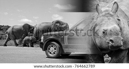 Exotic travel. African wildlife. Elephants. Rhino. Awesome vintage. Amazing image of wild animals in natural environment. Black White Photography. Creative banner. 