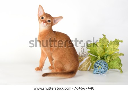 Abyssinian sorrel cat celebrating New Year and Christmas