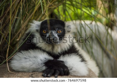 Black and white ruffed lemur, resting and looking