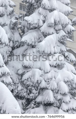 Winter landscape of a snow-covered tree. Snowfall, falling snow. As a background for the New Year project