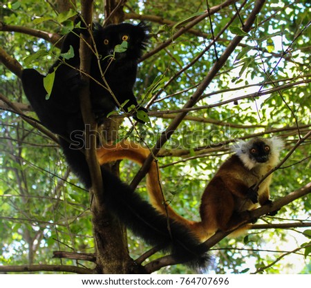 Lemurs on the loose in Madagascar!  Male and female lemur perched on a tree looking at the camera.