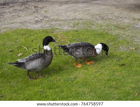 A pair of domestic Muscovy duck hybrids with white neck bands are standing on the green grass on a cloudy winter morning.