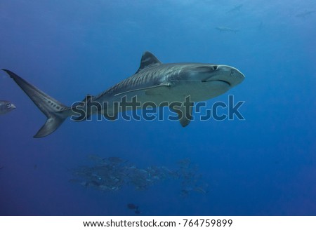 Tiger shark  Tahiti 