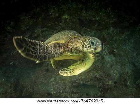 Turtle swims out from cave