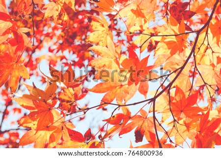 Close-up Red maple leaf in Autumn season , Leaves Autumn background with Maple leaves.