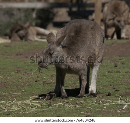 Large kangaroo in Australia