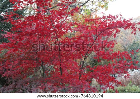 Autumn of Korea