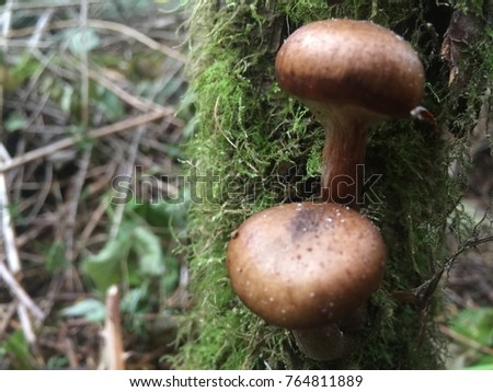 My pictures of mushrooms