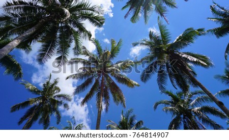 Coconut palm trees perspective view with blue sky as a background. Royalty-Free Stock Photo #764814907