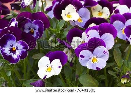 Viola cornuta (horned violet)