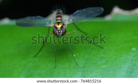 Long leg fly on the green leaves. Royalty-Free Stock Photo #764815216
